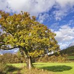 Der alte Baum