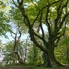 der alte Baum