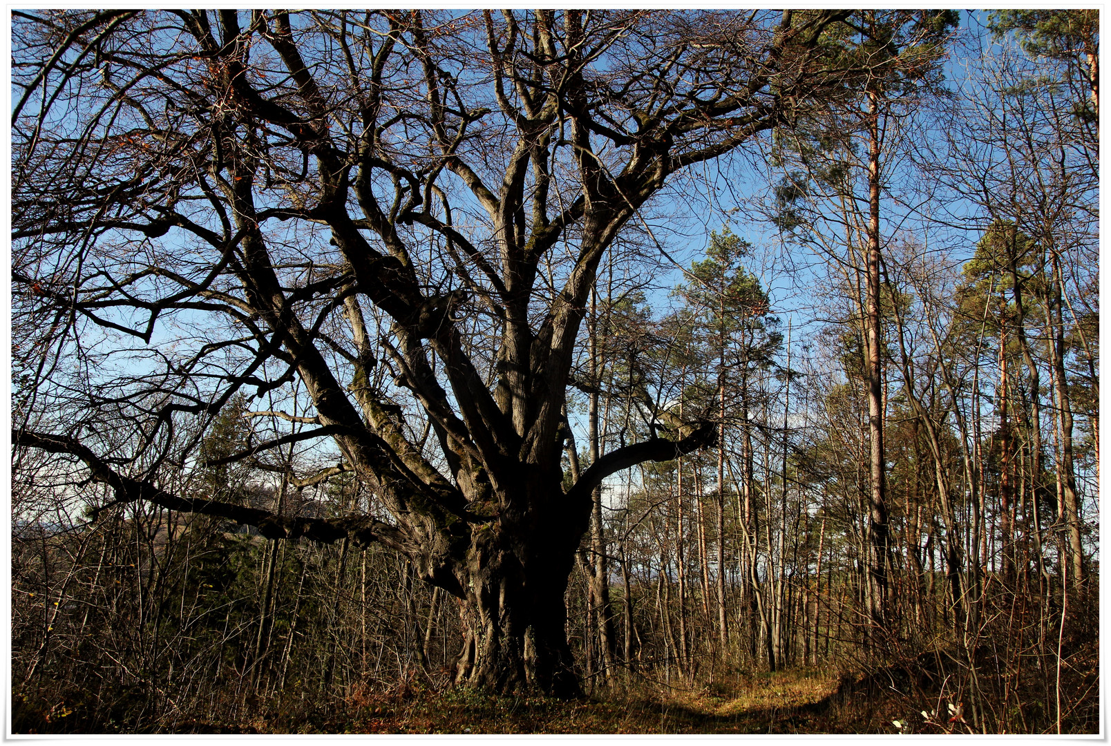 der alte Baum