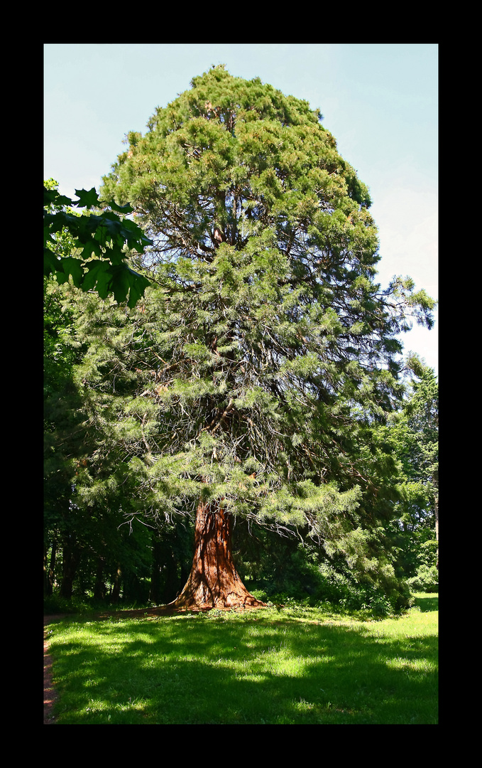 Der alte Baum!