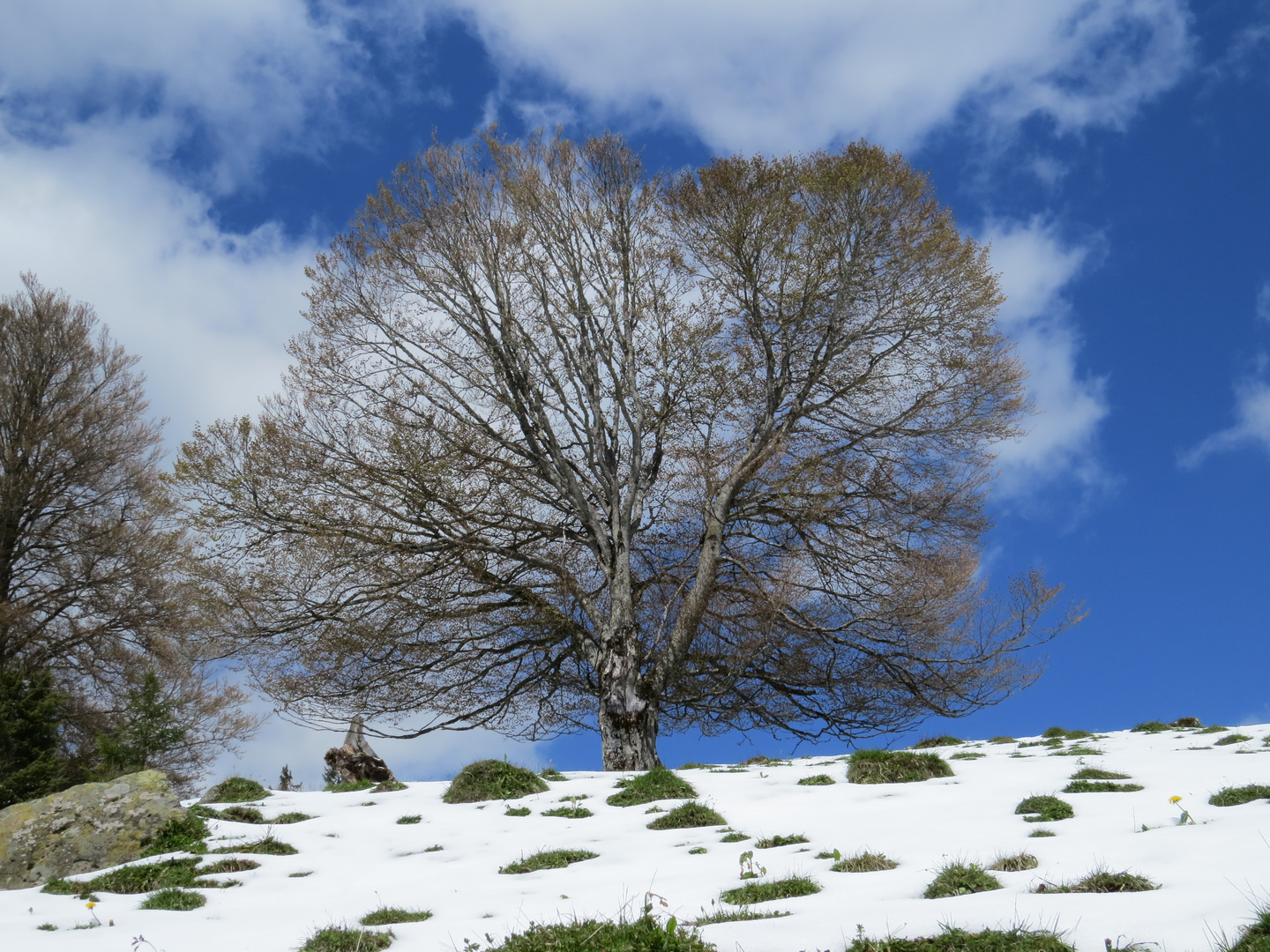 Der alte Baum