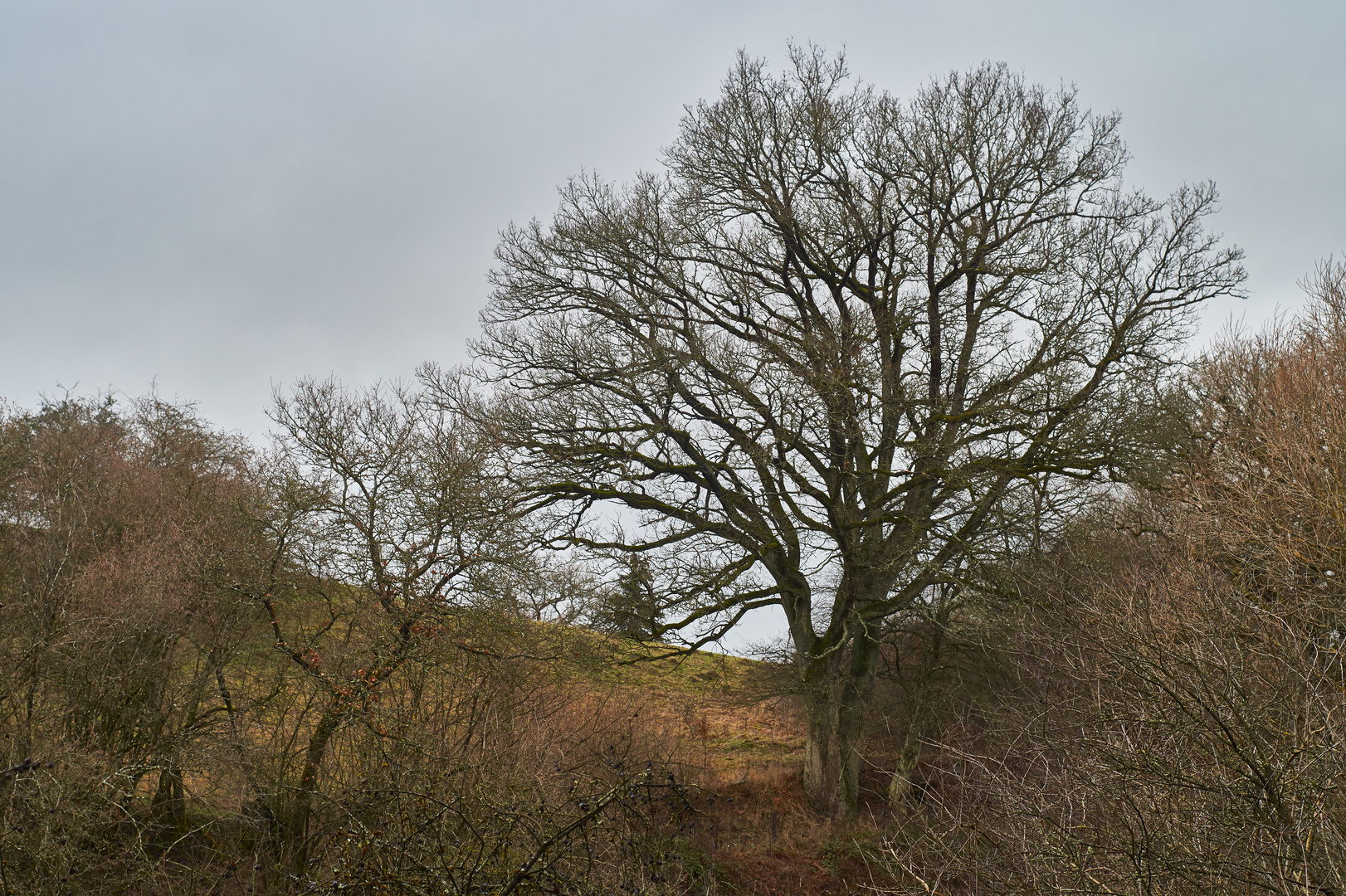 Der alte Baum