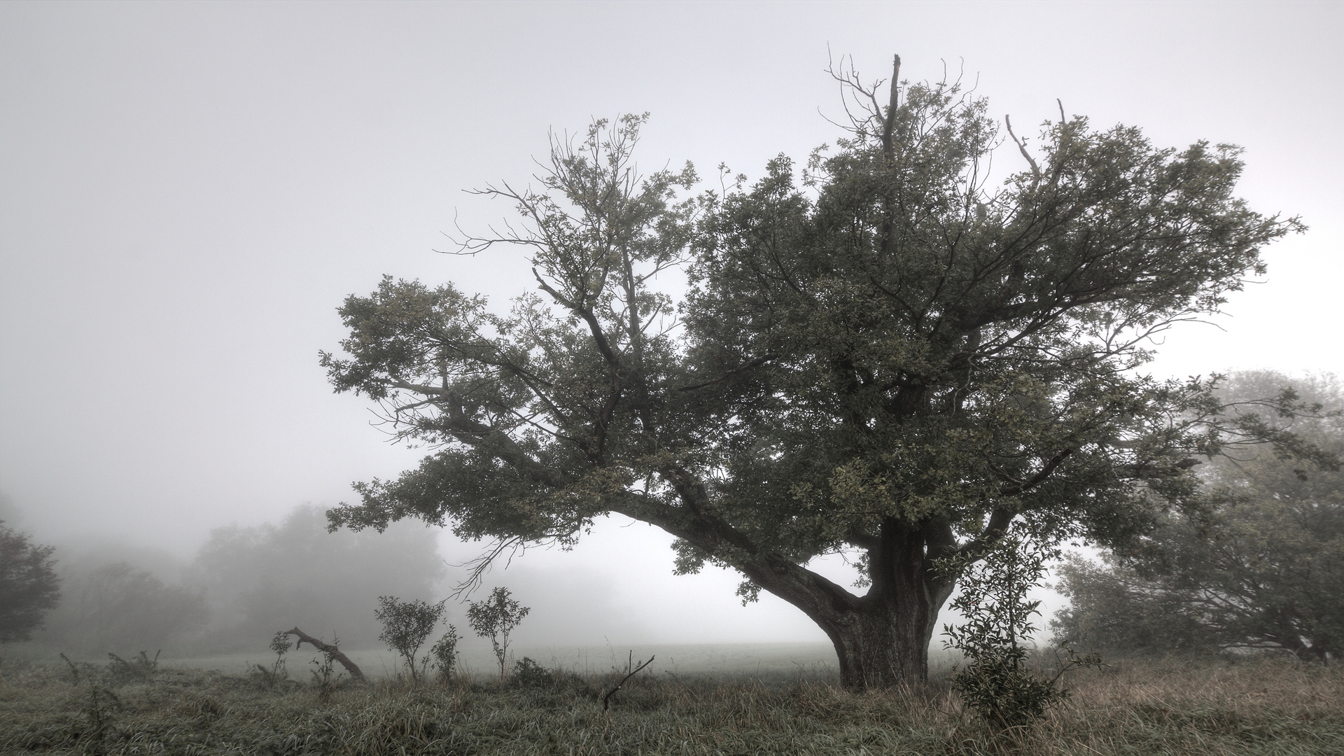 Der alte Baum