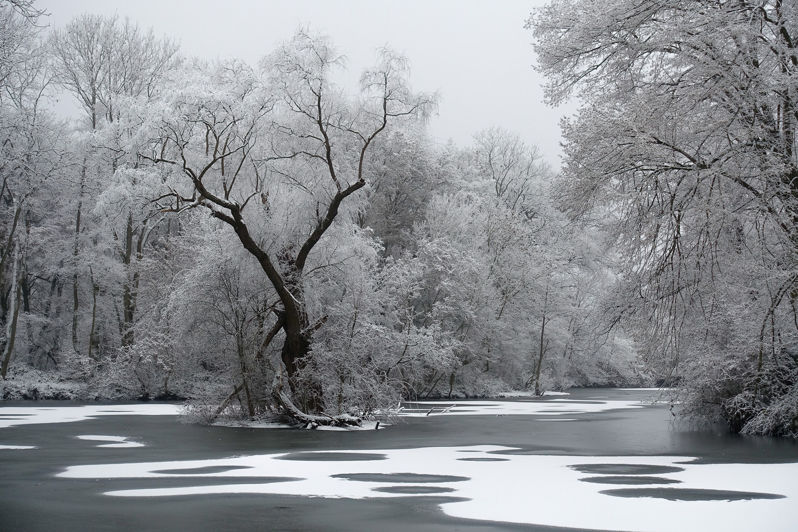 Der alte Baum