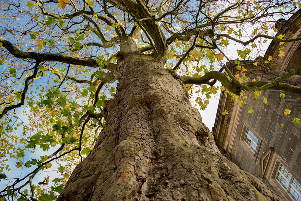 Der-alte-Baum