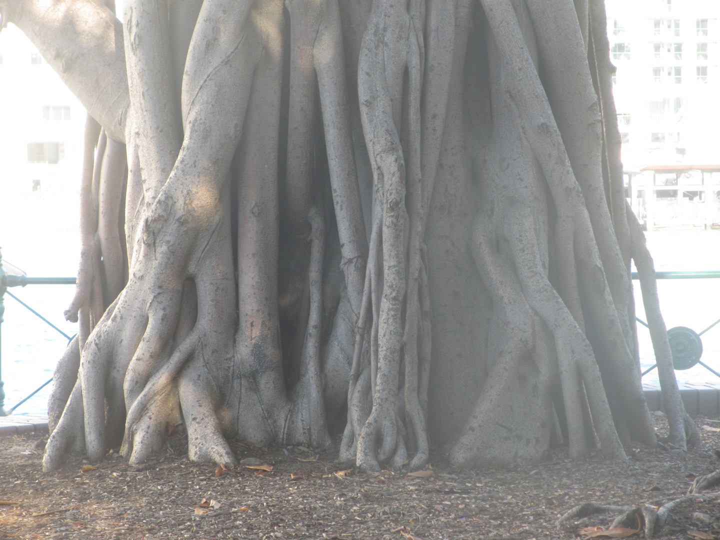 Der alte Baum