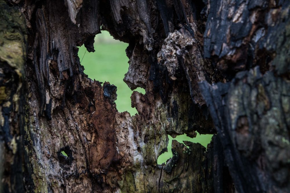 der alte Baum gewährt mir einen Durchblick