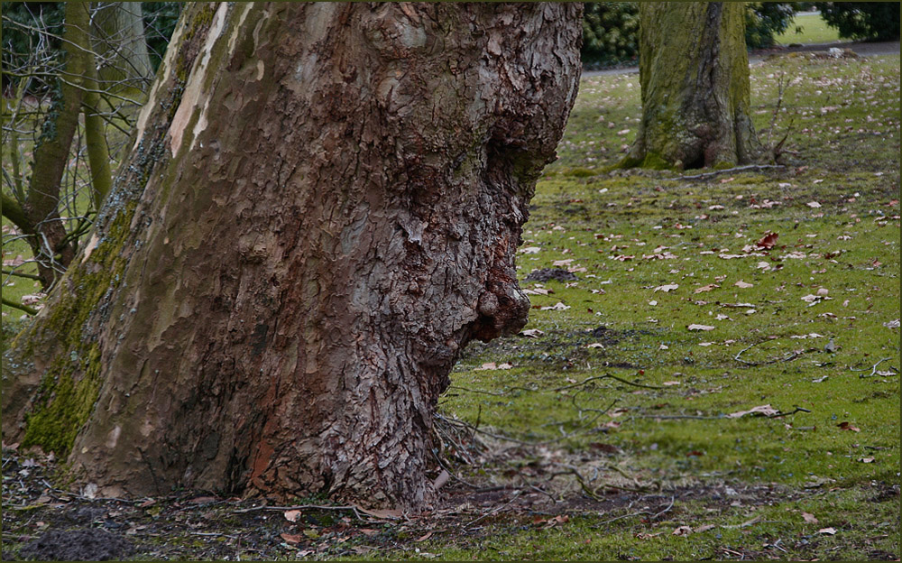 Der alte Baum hat ein Gesicht...