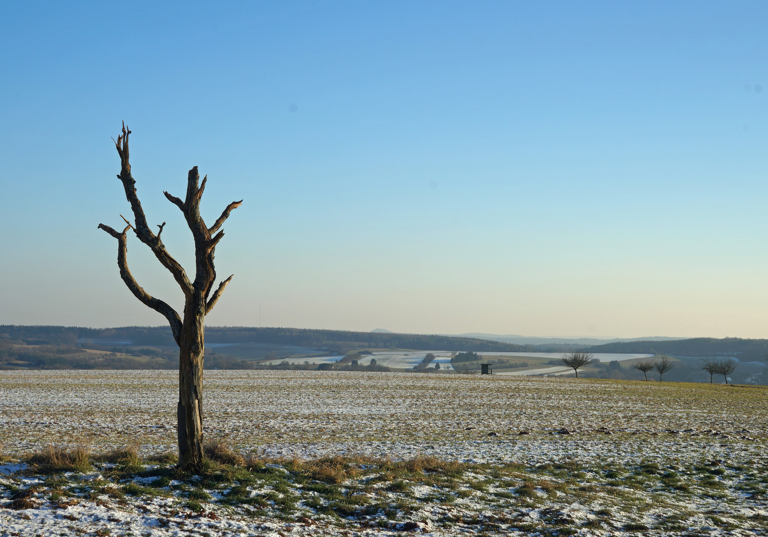 der alte Baum hat kalt