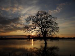 Der alte Baum hat nasse Füße