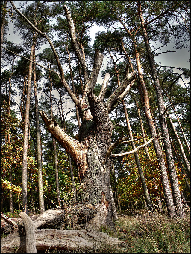 Der alte Baum hat viel geseh´n