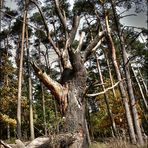 Der alte Baum hat viel geseh´n