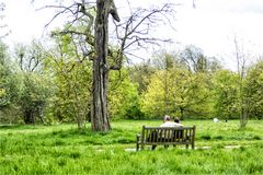 Der alte Baum hört zu...