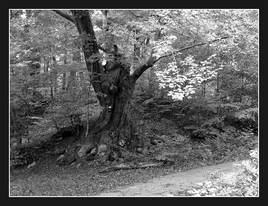 Der alte Baum im Folloch