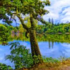 der alte Baum im Herbst