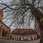 der alte Baum im Kloster Maulbronn