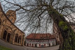 der alte Baum im Kloster Maulbronn