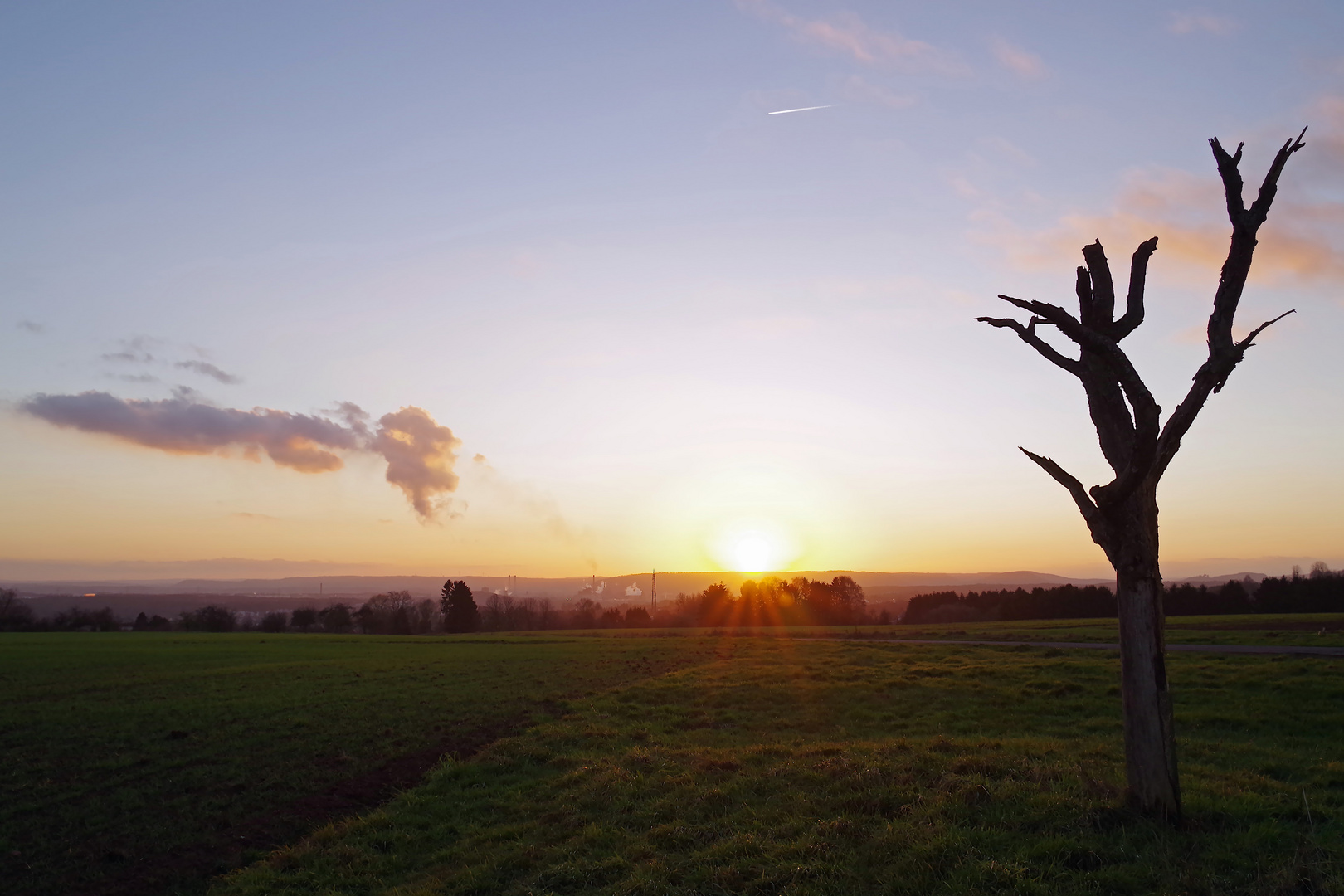 Der alte Baum im letzten Licht