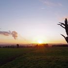 Der alte Baum im letzten Licht