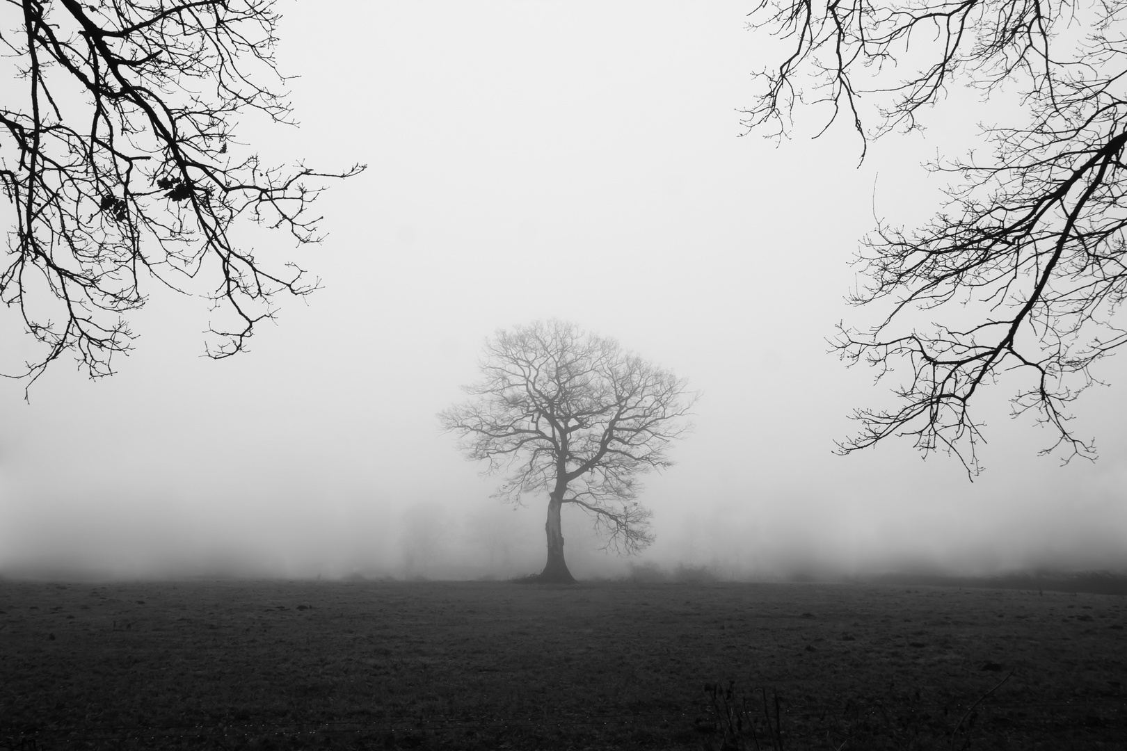 Der alte Baum im Nebel