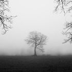 Der alte Baum im Nebel