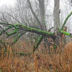 der alte Baum im Nebelmoor