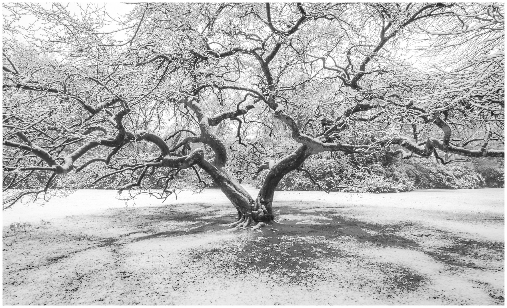 Der alte Baum im Park - Wintereinbruch in HH