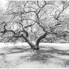 Der alte Baum im Park - Wintereinbruch in HH