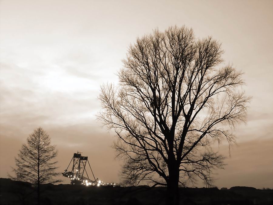 Der alte Baum im Rampenlicht