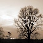 Der alte Baum im Rampenlicht