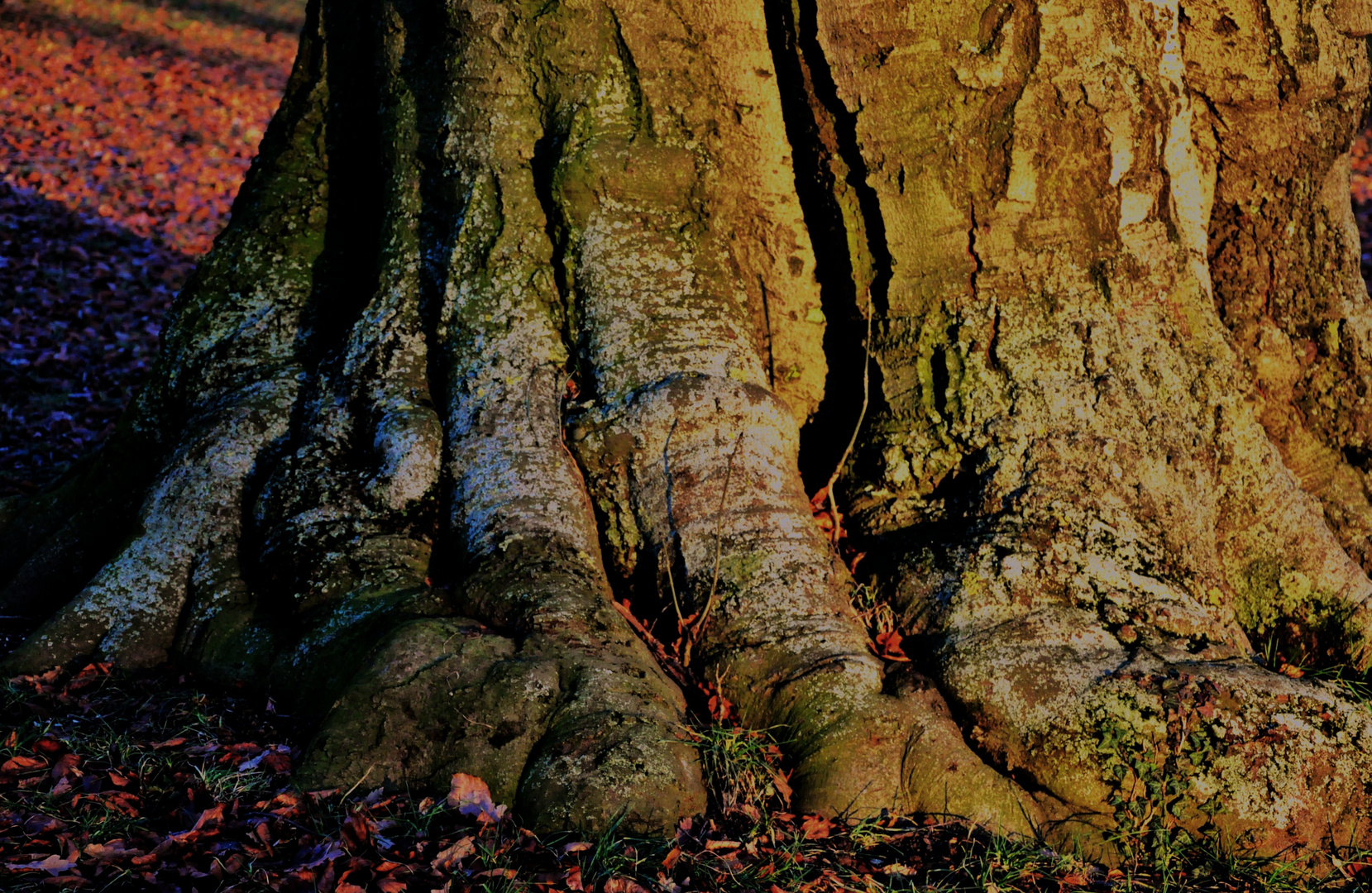 der alte Baum im Sonnenlicht