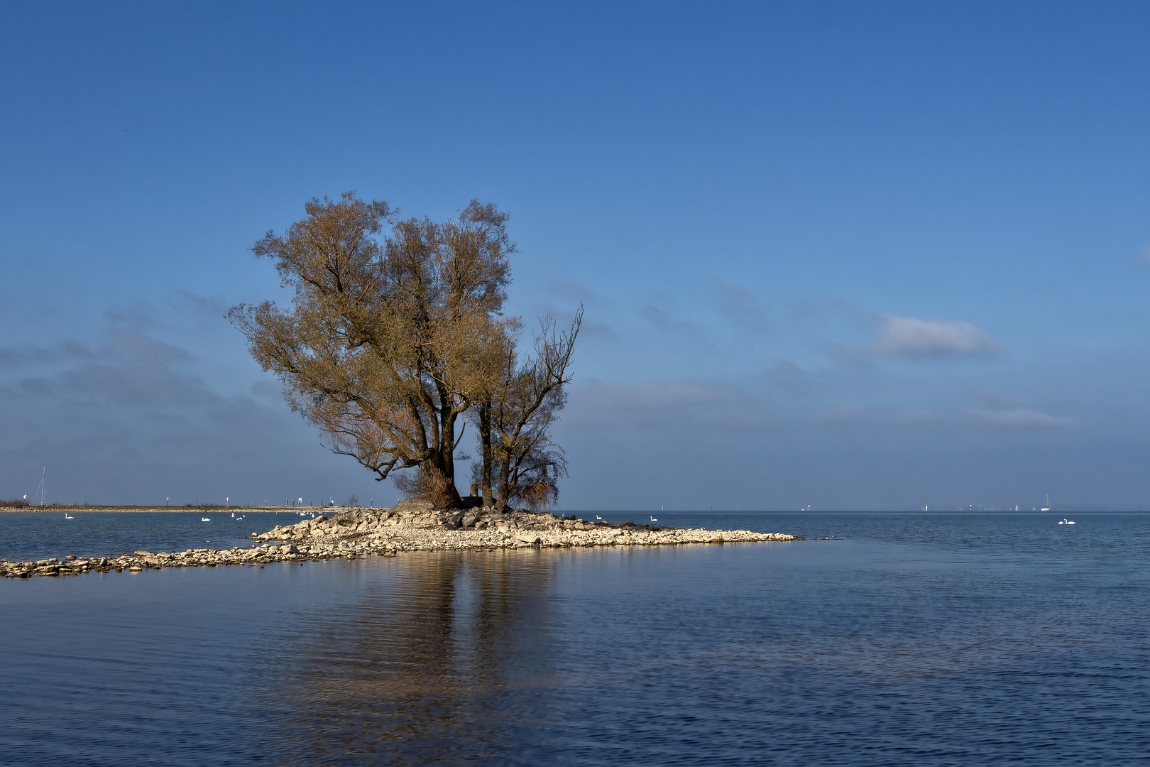 Der alte Baum im Sonnenlicht