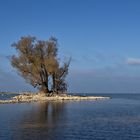 Der alte Baum im Sonnenlicht