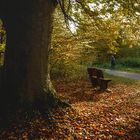 Der alte Baum in der Grabener Allee bei Karlsruhe.