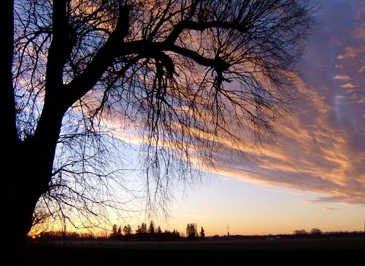 Der alte Baum in Gennach