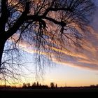 Der alte Baum in Gennach