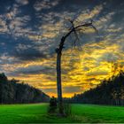 Der alte Baum in HDR