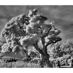 Der alte Baum (IR)