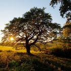 ..der alte Baum ist nicht tot