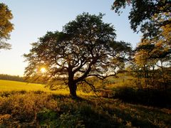 ..der alte Baum ist nicht tot