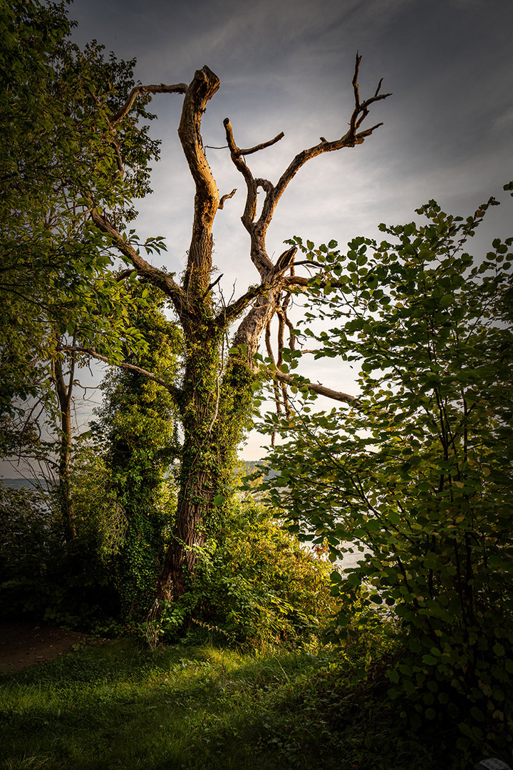 Der alte Baum ist tot