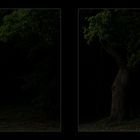 ... der alte Baum ... +Kreuzblick 3D+