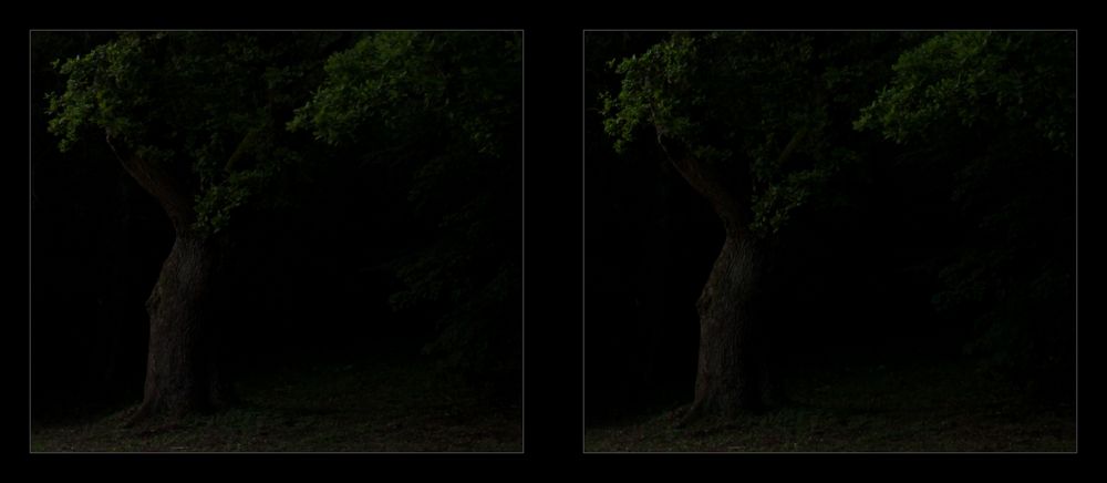 ... der alte Baum ... +Kreuzblick 3D+