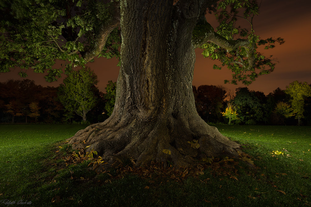 Der alte Baum - lightpainting