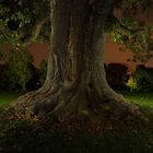 Der alte Baum - lightpainting