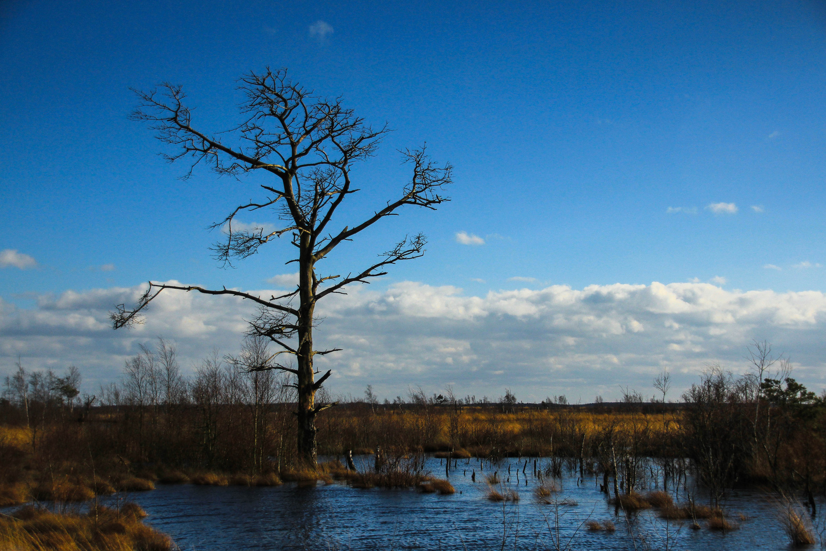 der alte Baum steht immer noch