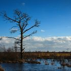 der alte Baum steht immer noch