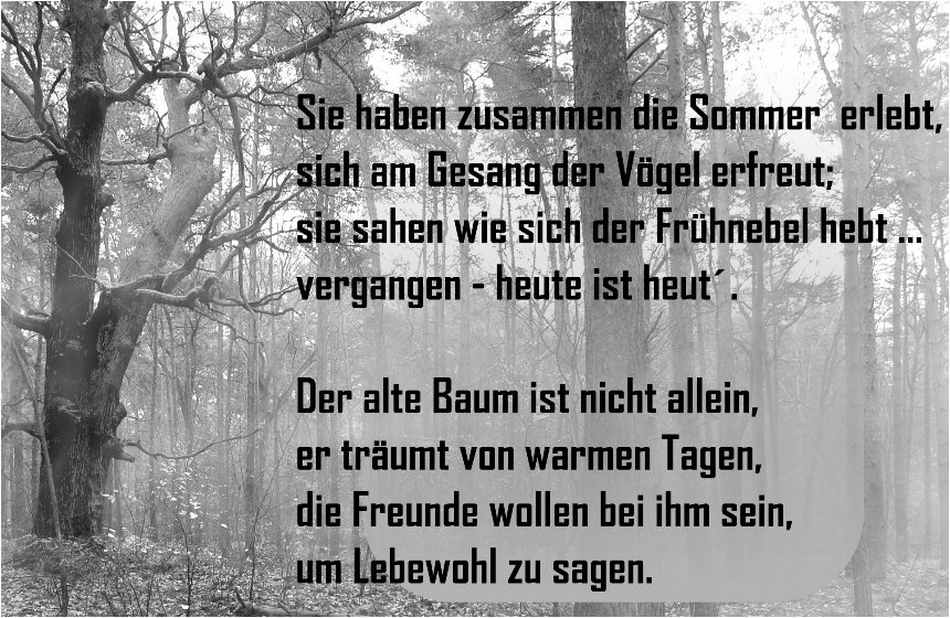 der alte Baum Text