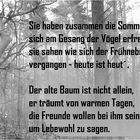 der alte Baum Text