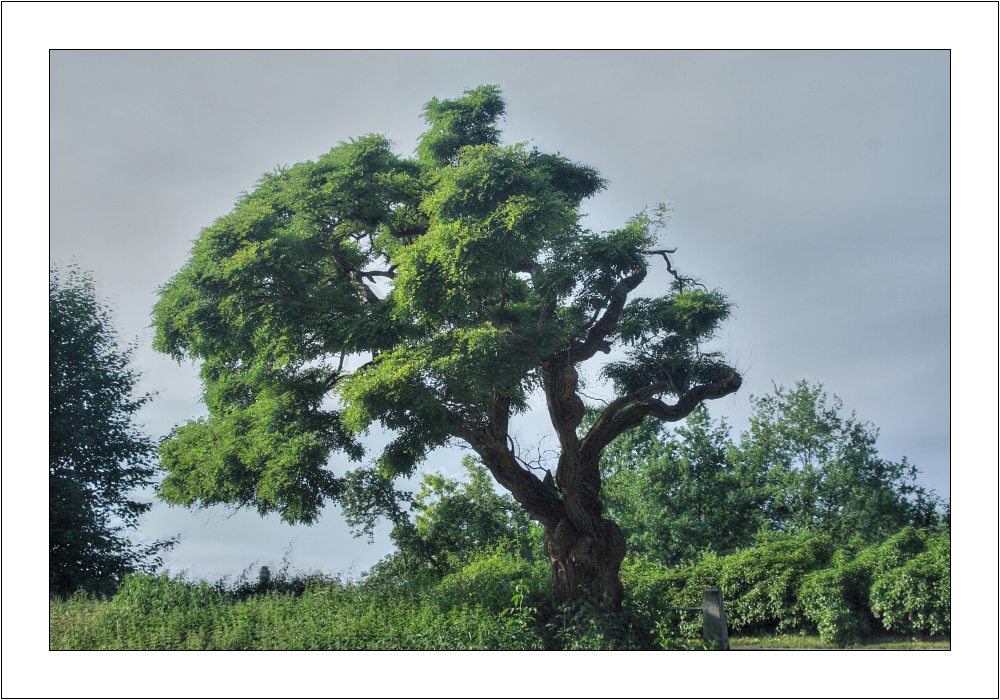 Der alte Baum (TM)